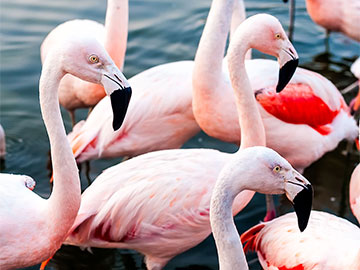 Chile Flamingos