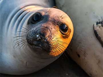 Elephant Seal Puppy Eyes