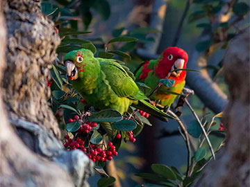 Parrots of Nob Hill