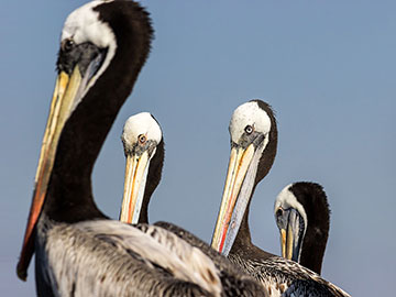 A Party of Peruvian Pelicans
